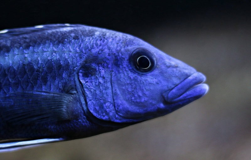 Melanochromis kaskazini 'Ngwasi'